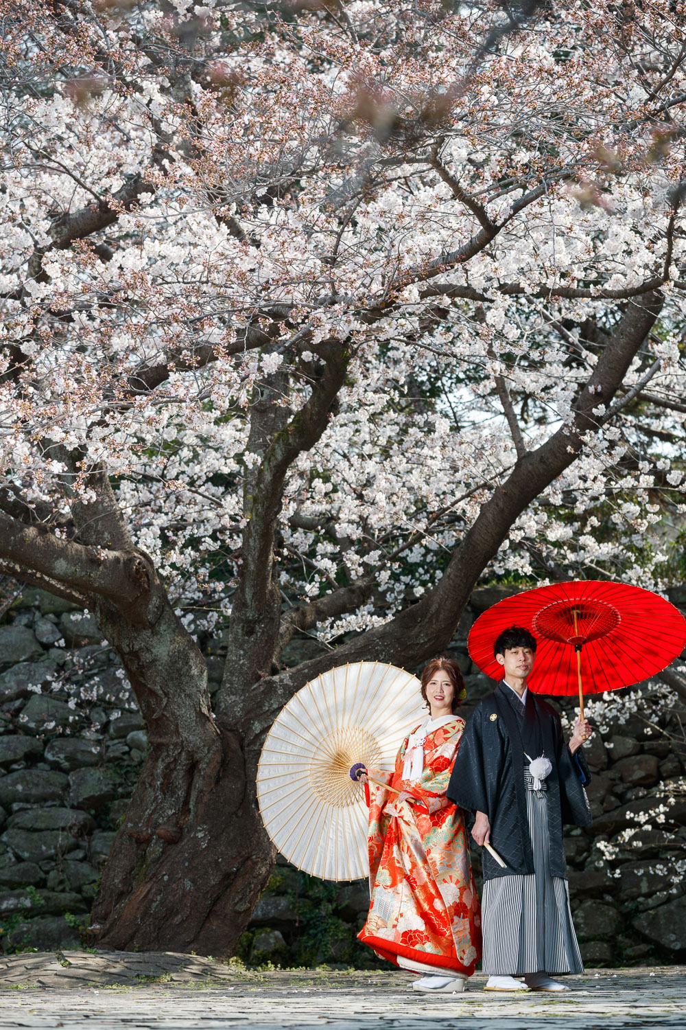 桜の舞鶴公園で和装前撮り　洋髪色打ち掛け　スーパーカメラマン大川さん