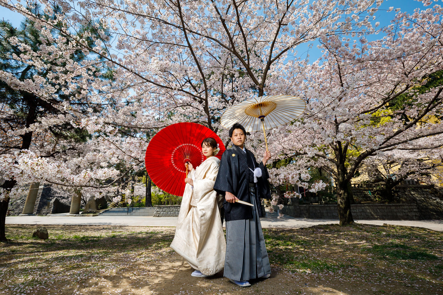桜の和装前撮り　白無垢　小倉城　スーパーカメラマン大川さん