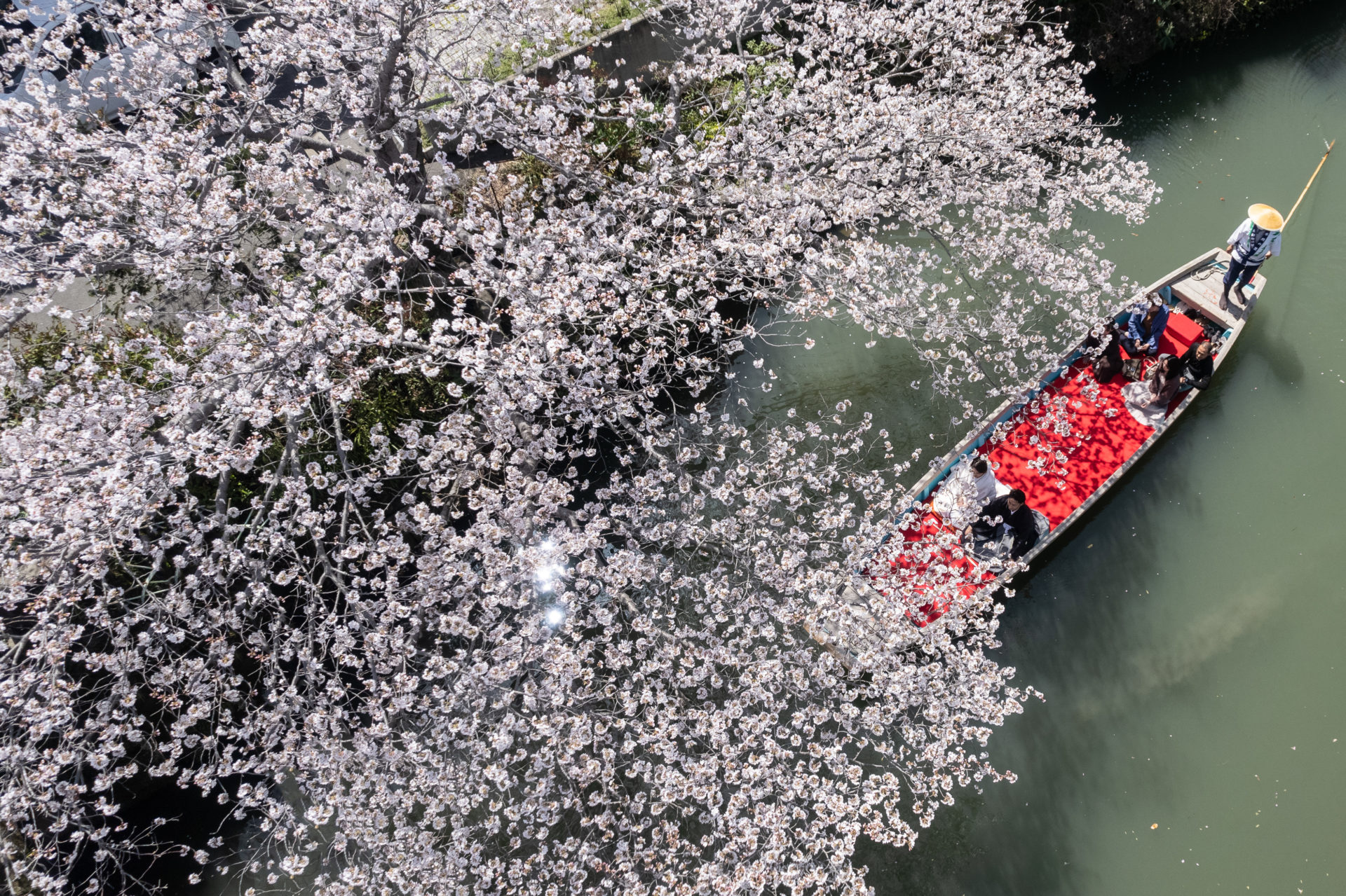 柳川 川下り 花嫁船 和装前撮り 桜 船上ロケーション 福岡