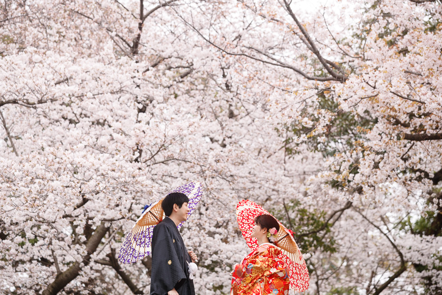 福岡前撮り　舞鶴公園　桜満開