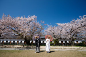 福岡舞鶴公園で撮影したソメイヨシノの桜前撮り。白無垢が映える柔らかな雰囲気。撮影：スーパーカメラマン大川