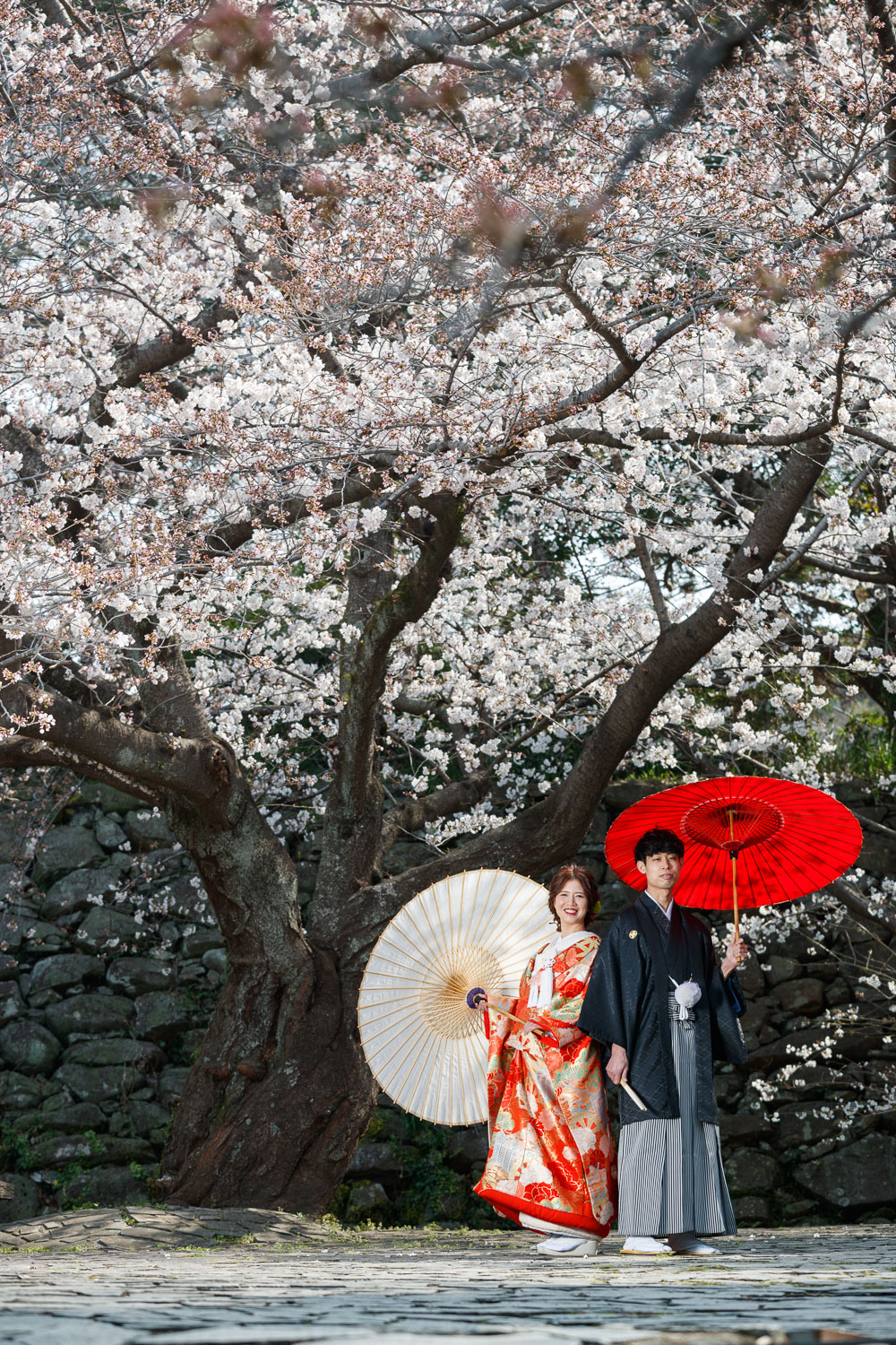 舞鶴公園 桜 和装前撮り 福岡ロケーション 色打掛