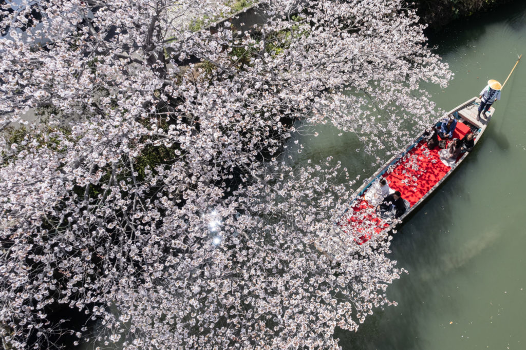 スーパーカメラマン大川さんによる和装前撮り　桜の時期の柳川川下りを上空からドローンで撮影