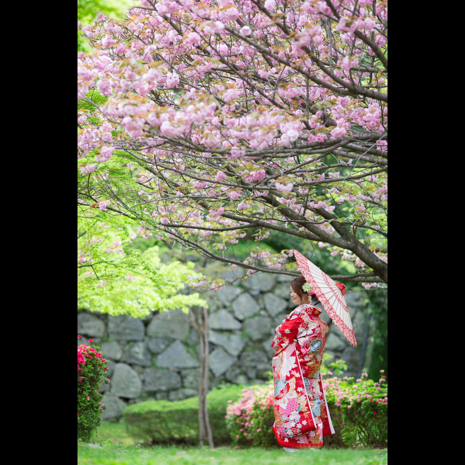 舞鶴公園 八重桜 和装前撮り 色打掛 ロケーション撮影