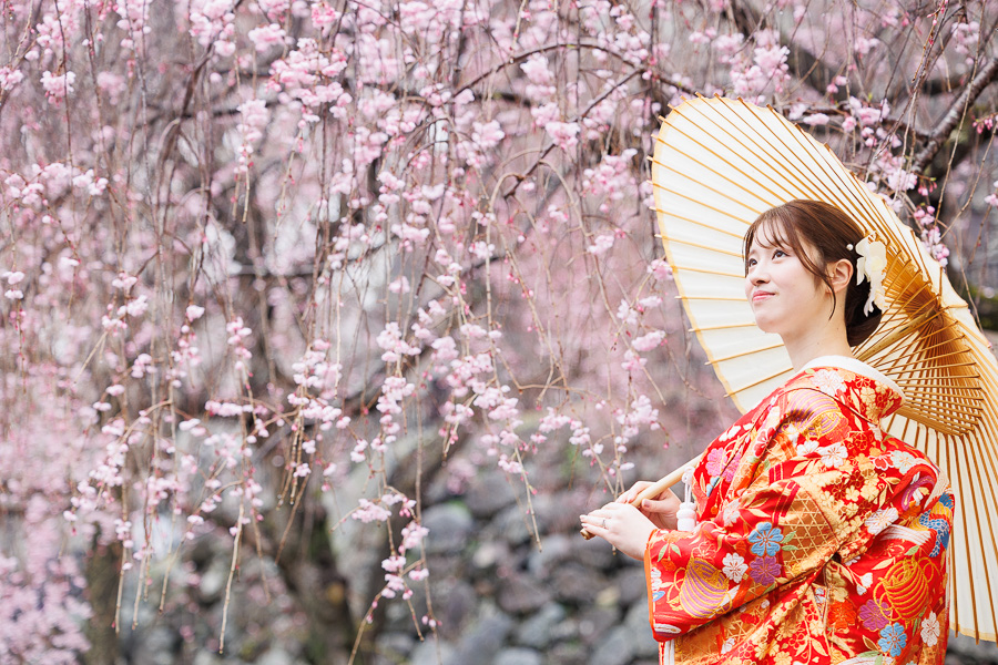 福岡・舞鶴公園のしだれ桜の下、色打掛姿で番傘を差し、春の空を見上げる新婦様の和装前撮り写真