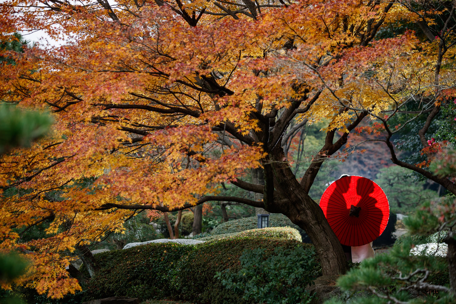 大濠公園日本庭園 紅葉 和装前撮り 秋ロケーション 福岡フォトウェディング